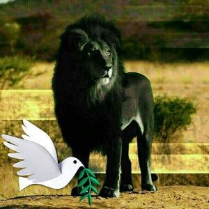 Meet your Posher, Lorenzo